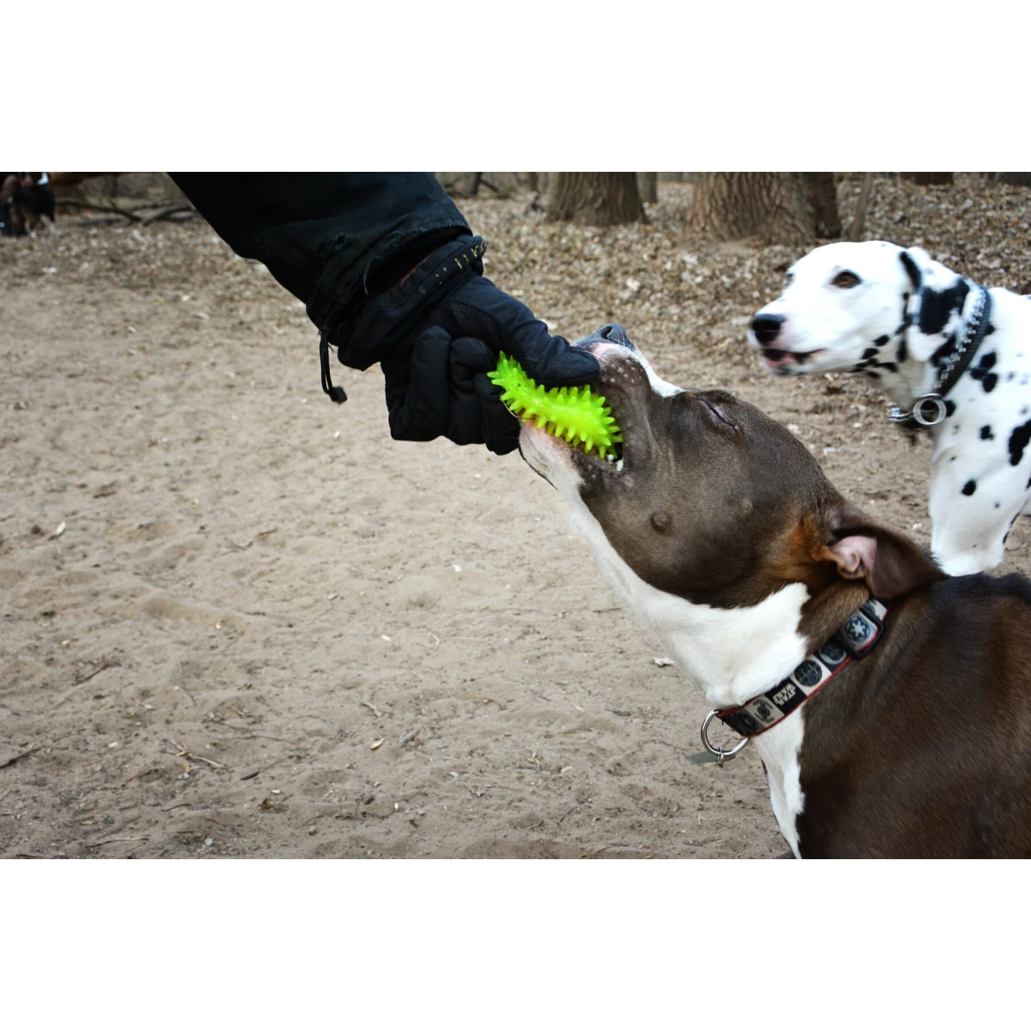 Gnawsome Squeaker Ball Dog Toy, Color Varies - Image 5