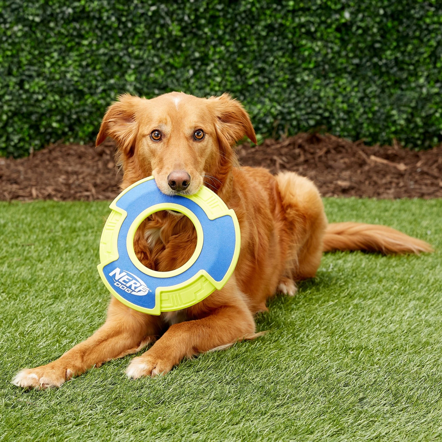 Nerf Dog Nylon & Foam Mega Tuff Fabric Flyer Dog Toy - Image 3