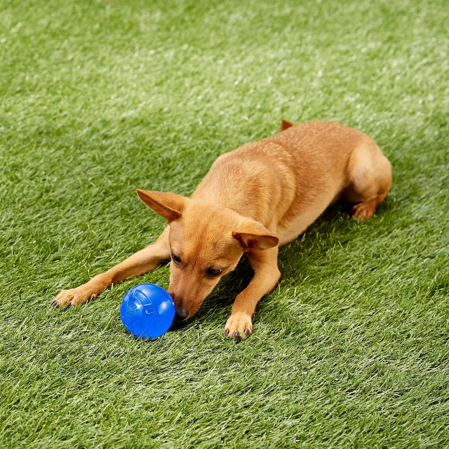 Nerf Dog Ultra Tough TPR Ball Dog Toy - Image 2