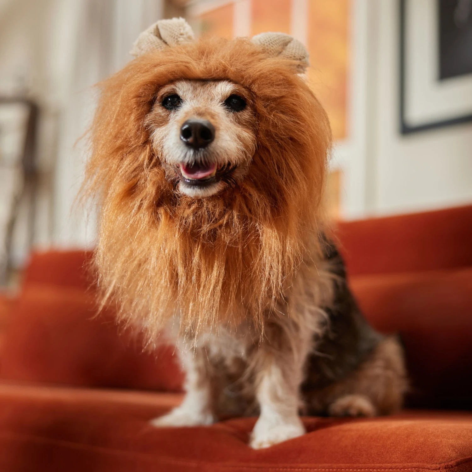 Frisco Lion Mane Dog & Cat Costume - Image 5