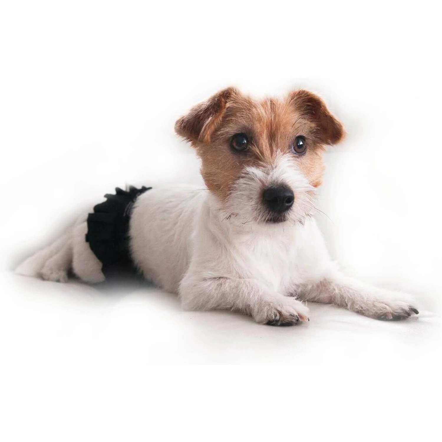 FinNero Ballerina Washable Female Heat Dog Diaper - Image 3