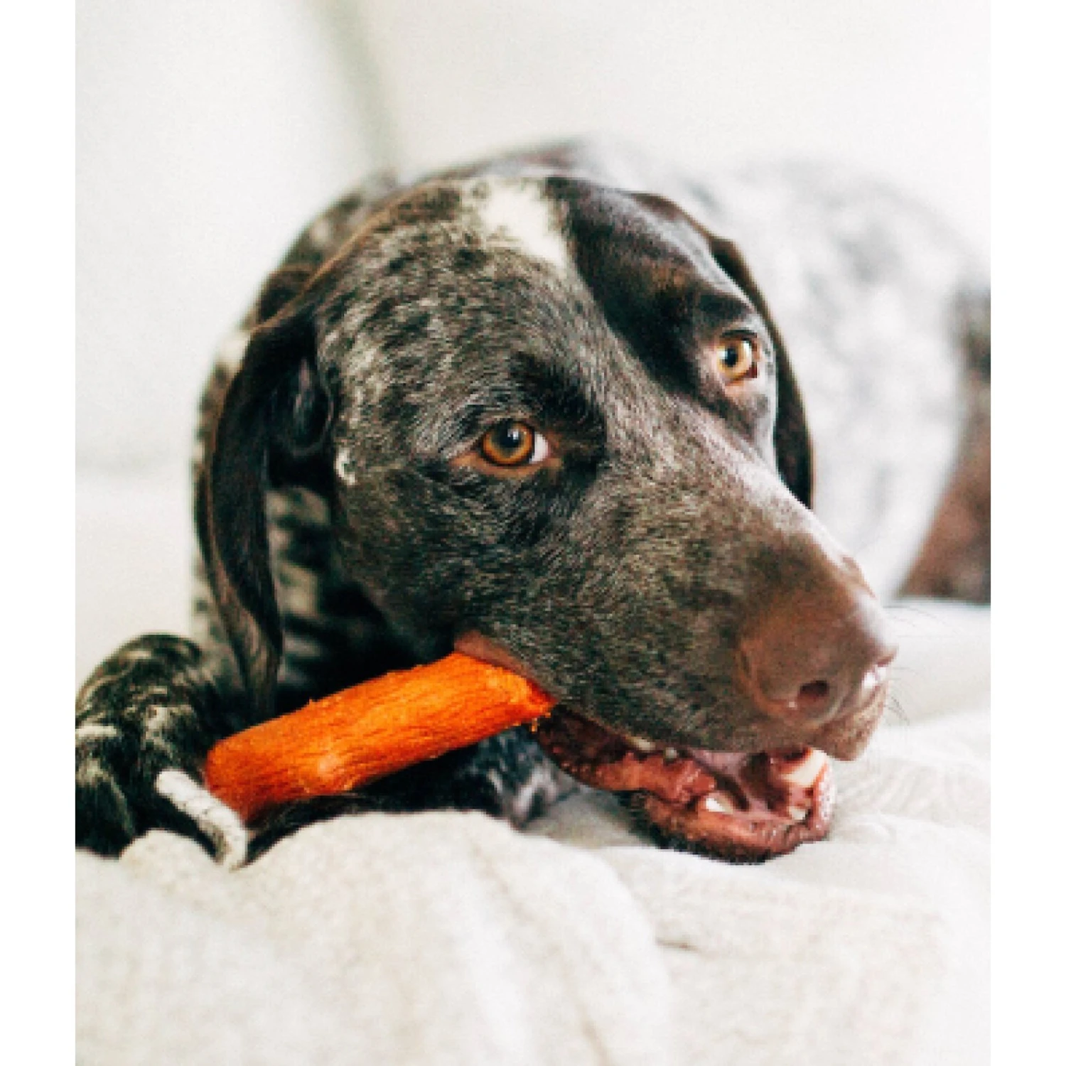 Petstages Dogwood BBQ & Natural Flavor Tough Dog Chew Toy - Image 7