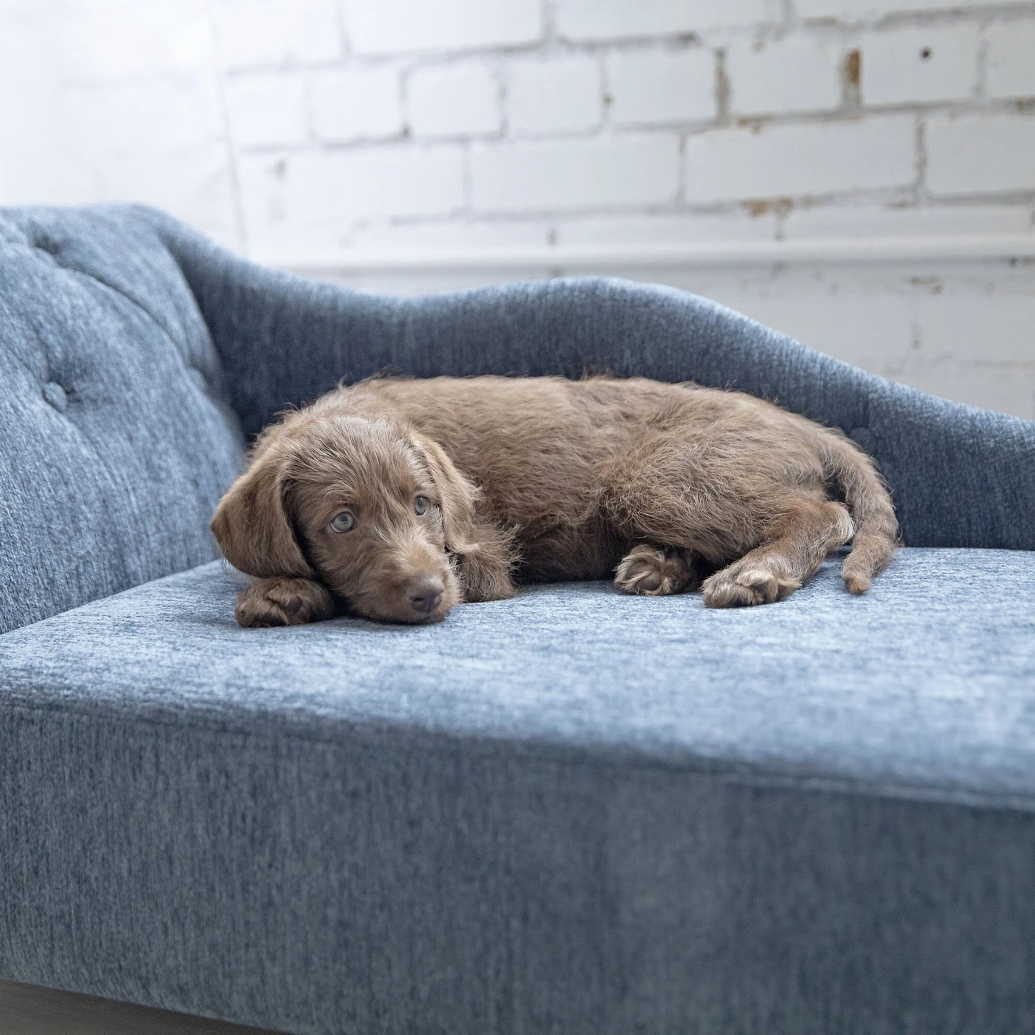 La-Z-Boy Chaise Furniture Sofa Dog Bed - Image 5