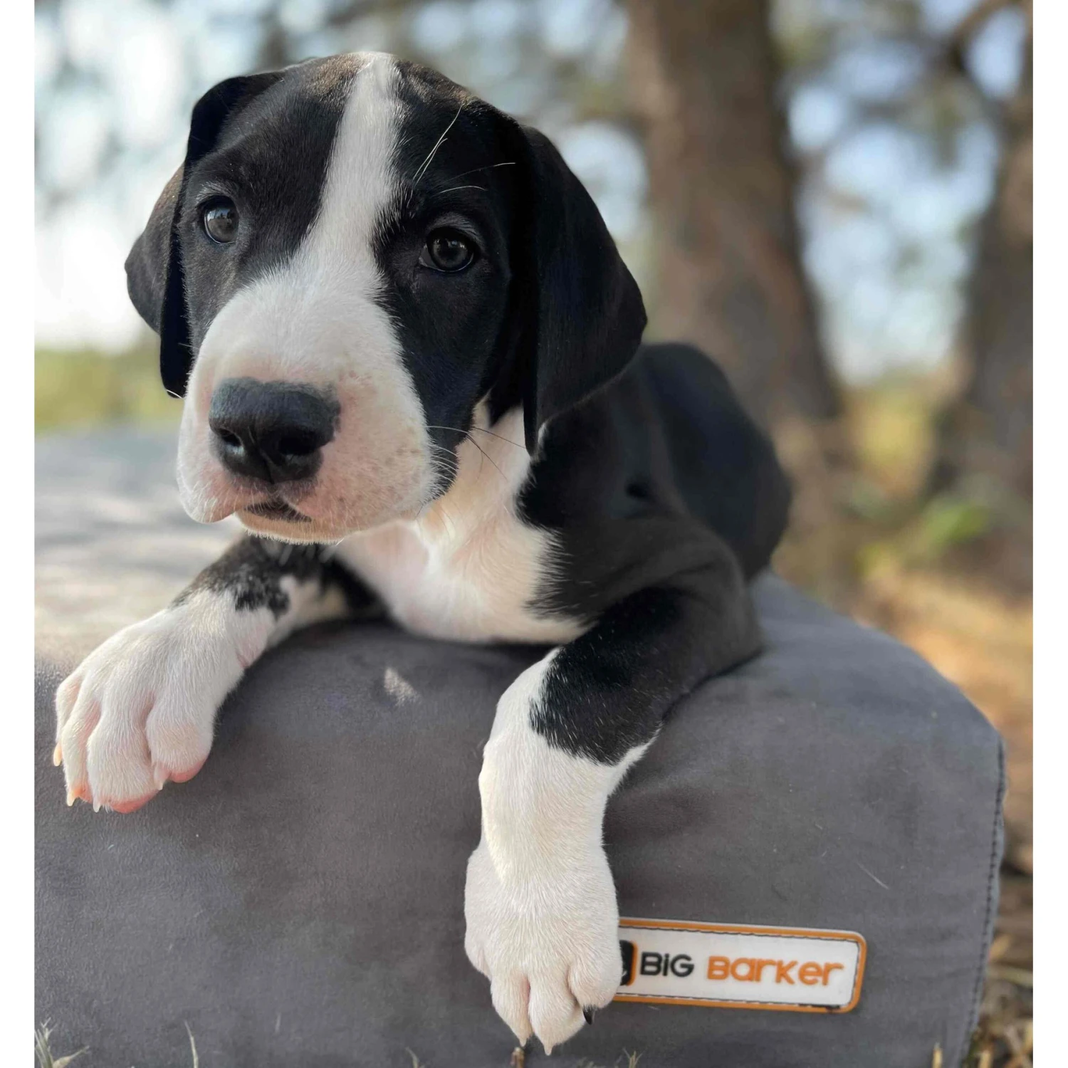 Big Barker 7" Sleek Orthopedic Pillow Dog Bed With Removable Cover - Image 4