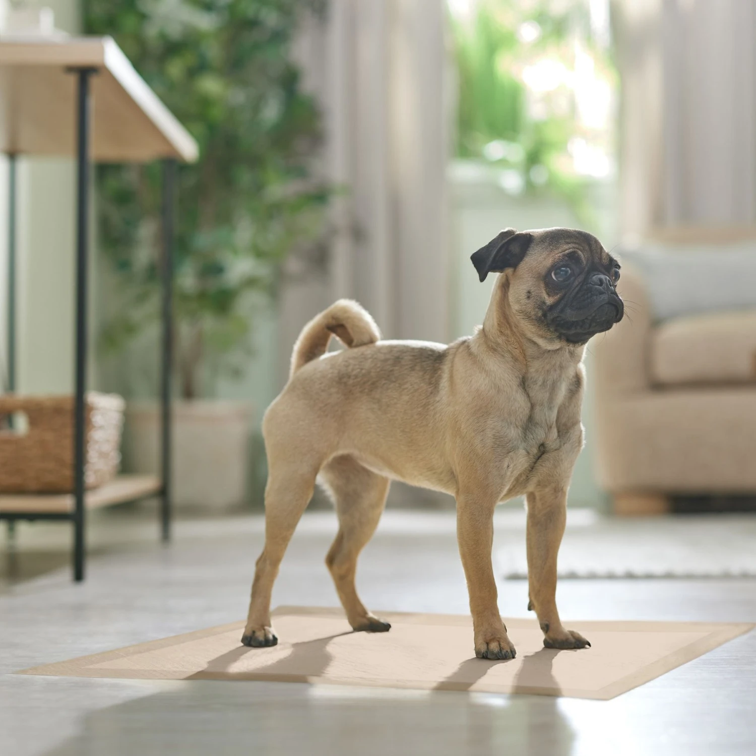 Frisco Large Eco-Conscious Dog Training & Potty Pads - Image 7