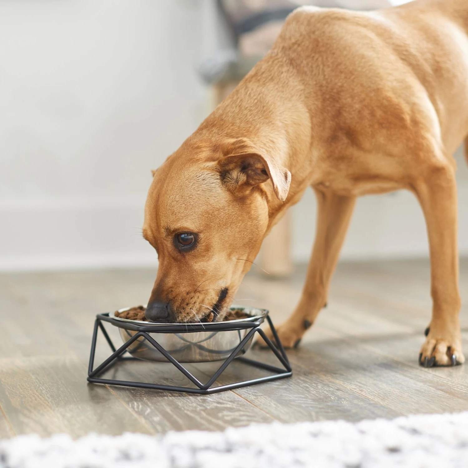 Frisco Elevated Stainless Steel Dog & Cat Bowl With Metal Stand - Image 3