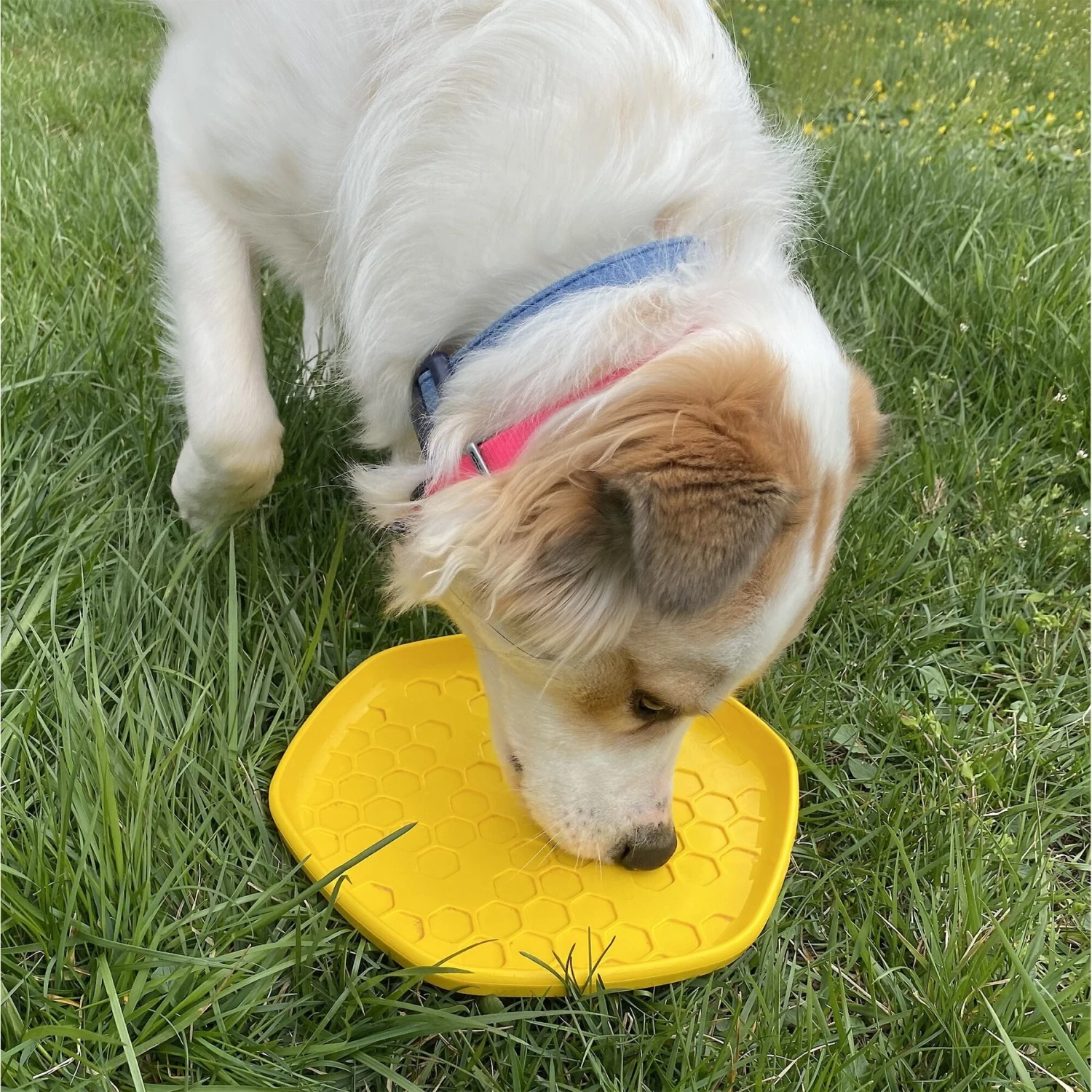 Project Hive Pet Company Frisbee Dog Toy - Image 6