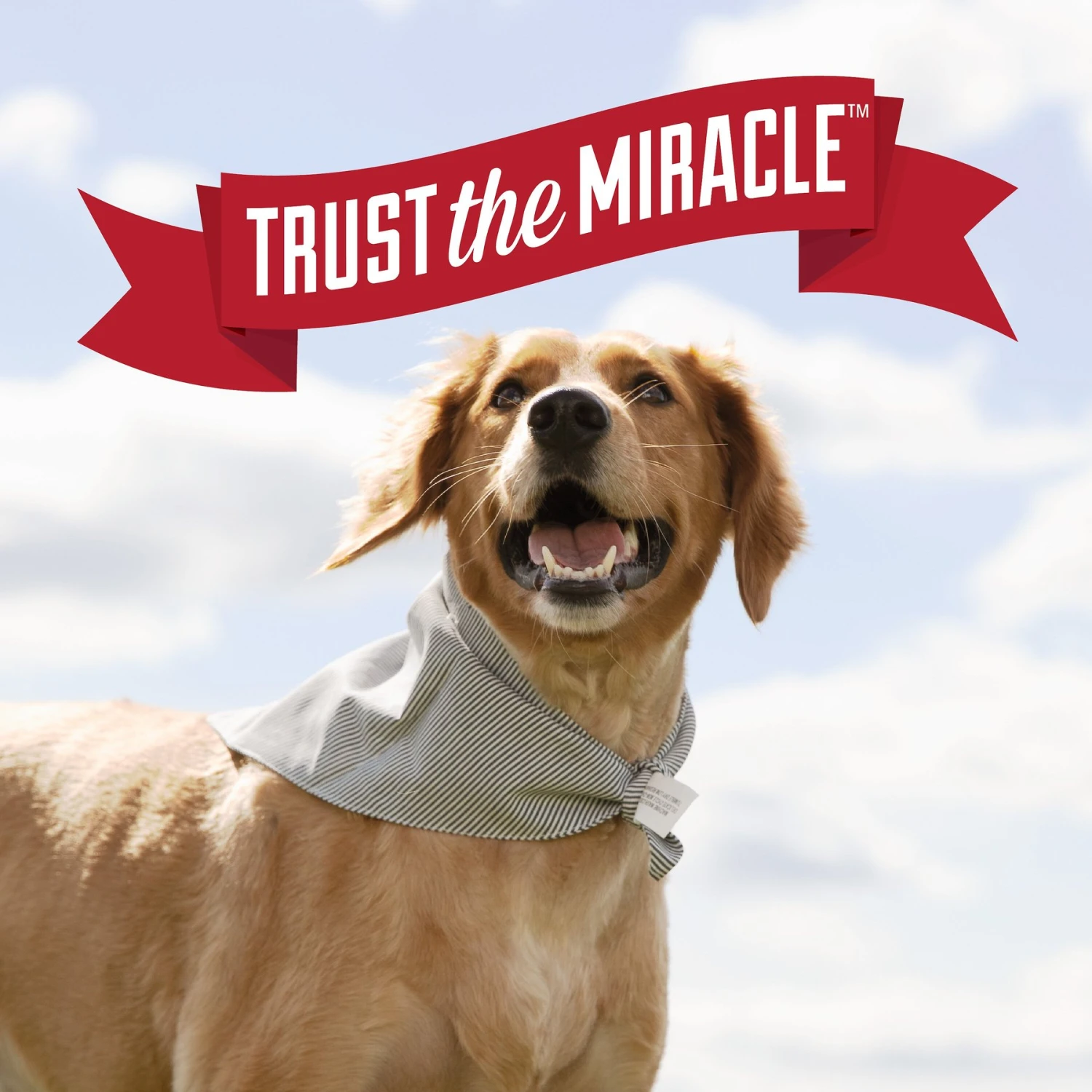 Nature's Miracle Dog Urine Destroyer Plus Enzymatic Formula Stain Remover, 1.3-gal Bottle - Image 7