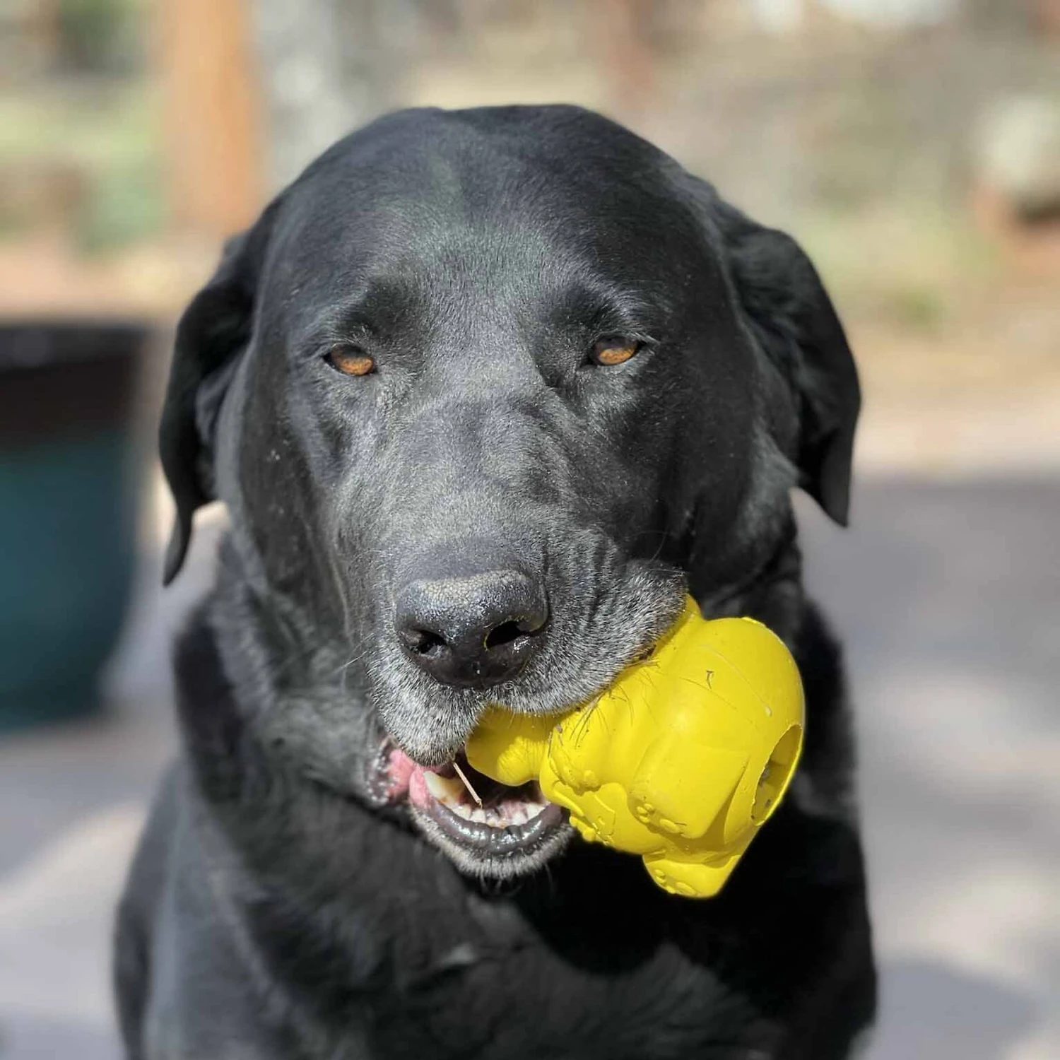 SodaPup Honey Bear Rubber Treat Dispenser Dog Toy - Image 2