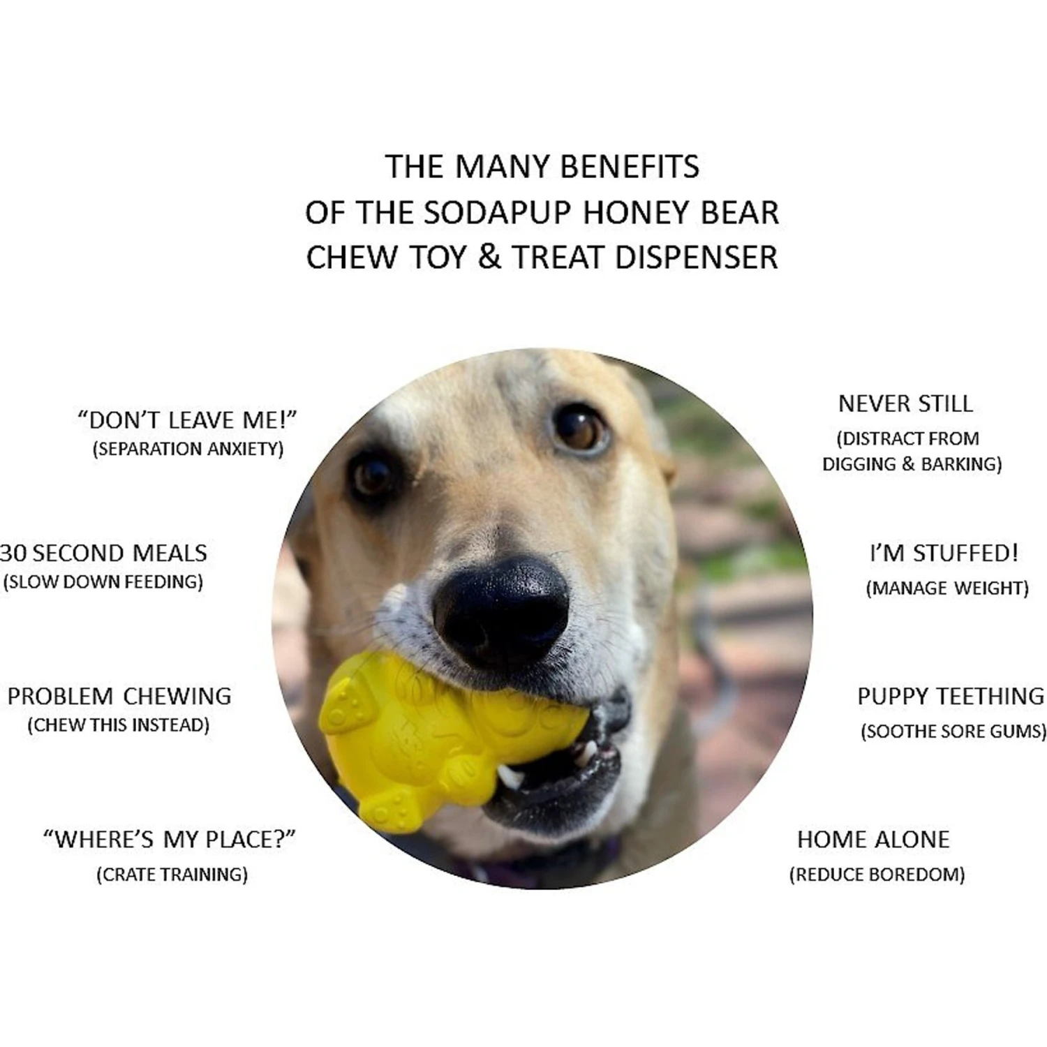 SodaPup Honey Bear Rubber Treat Dispenser Dog Toy - Image 3