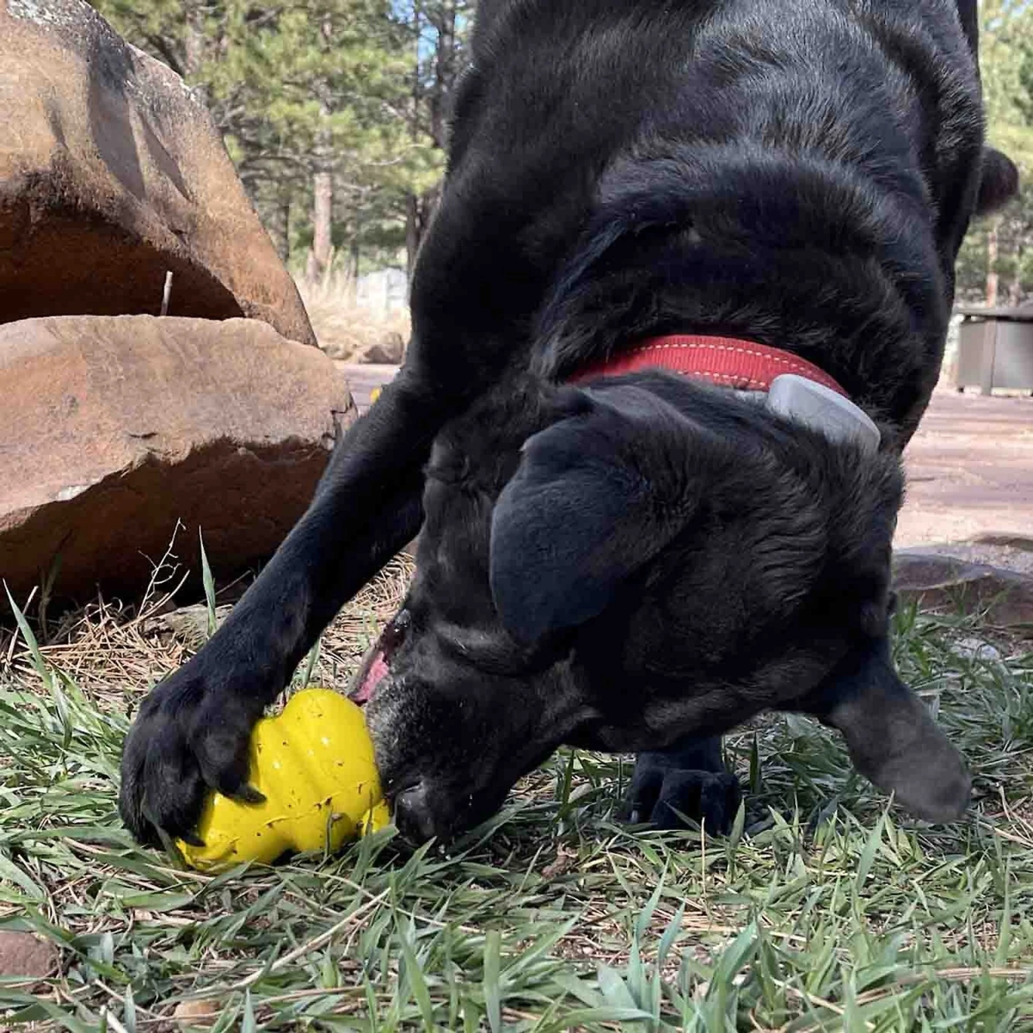 SodaPup Honey Bear Rubber Treat Dispenser Dog Toy - Image 7