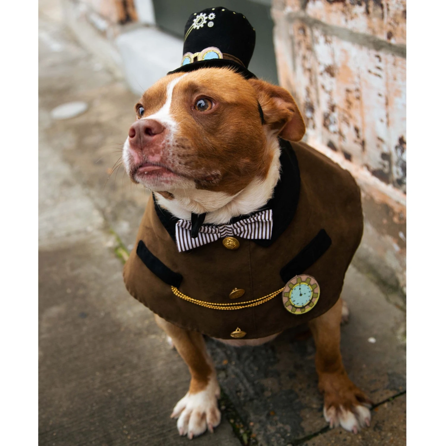 Pet Krewe Steam Punk Dog Costume - Image 6