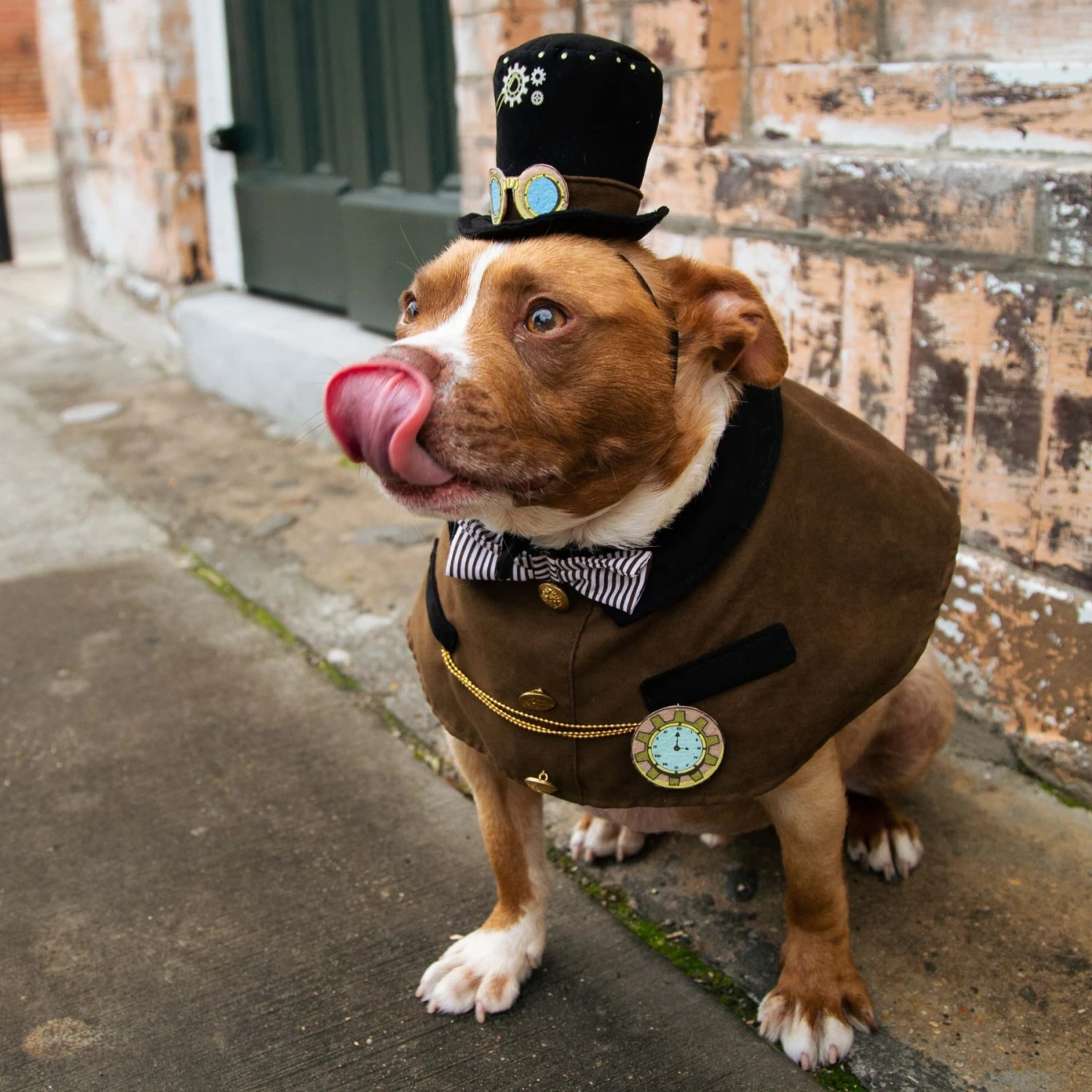 Pet Krewe Steam Punk Dog Costume - Image 7