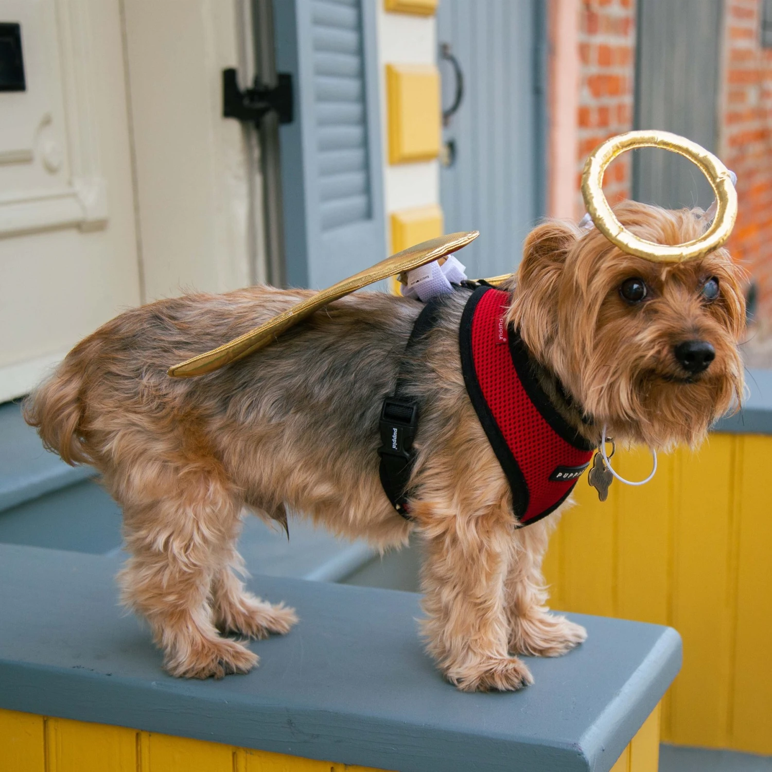 Pet Krewe Angel Wings Gold Dog Costume, One Size - Image 6