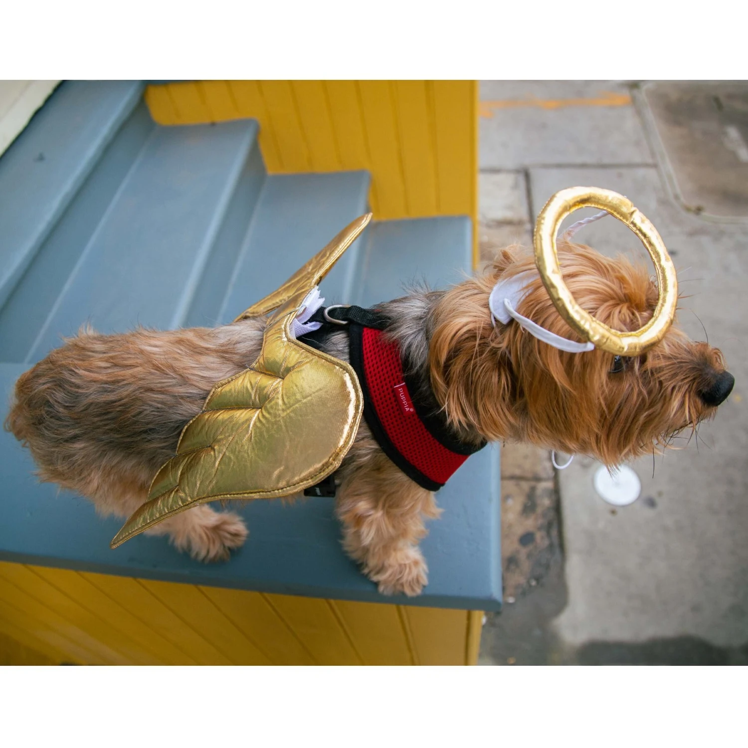 Pet Krewe Angel Wings Gold Dog Costume, One Size - Image 7