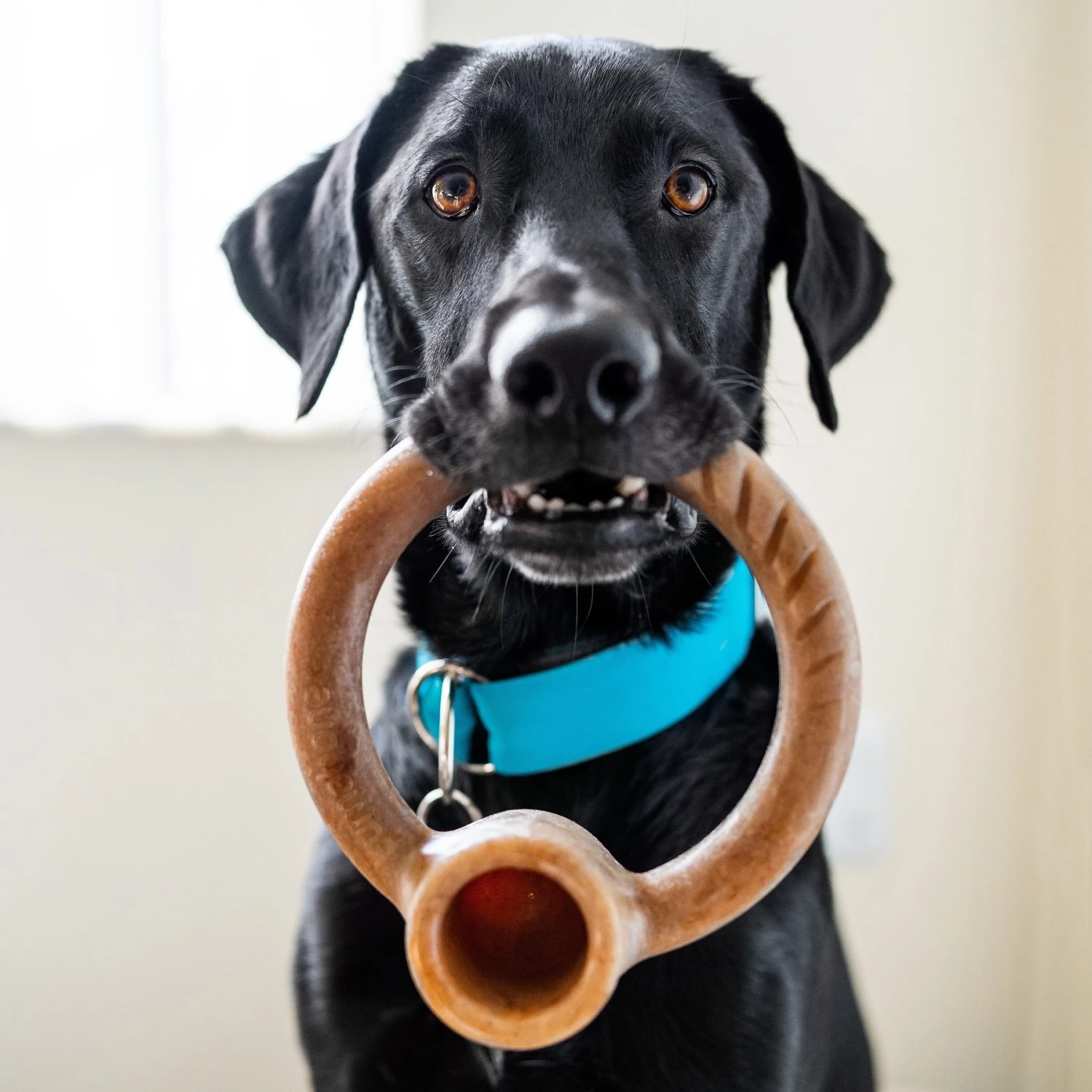 Lumabone Ring-Stuffer Beef Flavor Dog Toy - Image 2