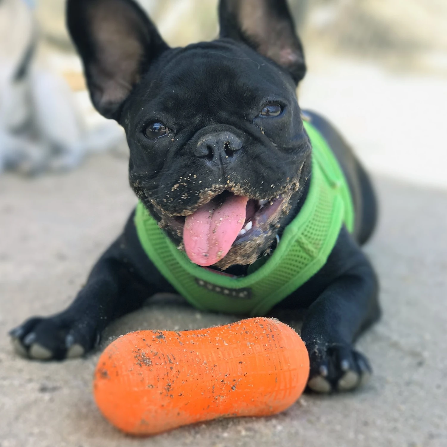 Ruff Dawg Peanut Treat Dispenser Dog Toy, Color Varies - Image 3