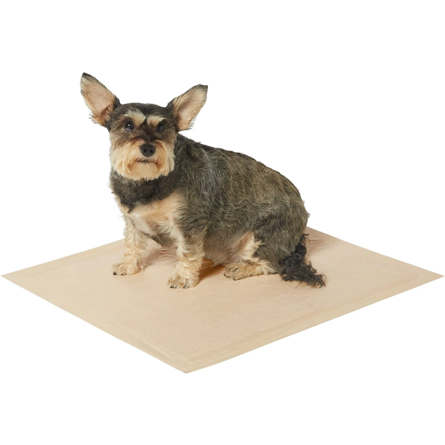 Frisco Large Eco-Conscious Dog Training & Potty Pads & American Journey Peanut Butter Recipe Grain-Free Oven Baked Crunchy Biscuit Dog Treats - Image 4