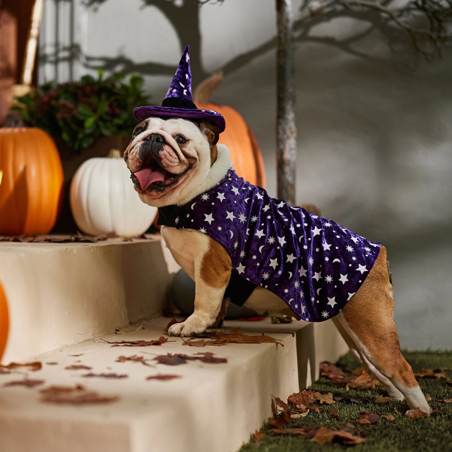 Frisco Cosmic Witch Dog & Cat Costume - Image 6