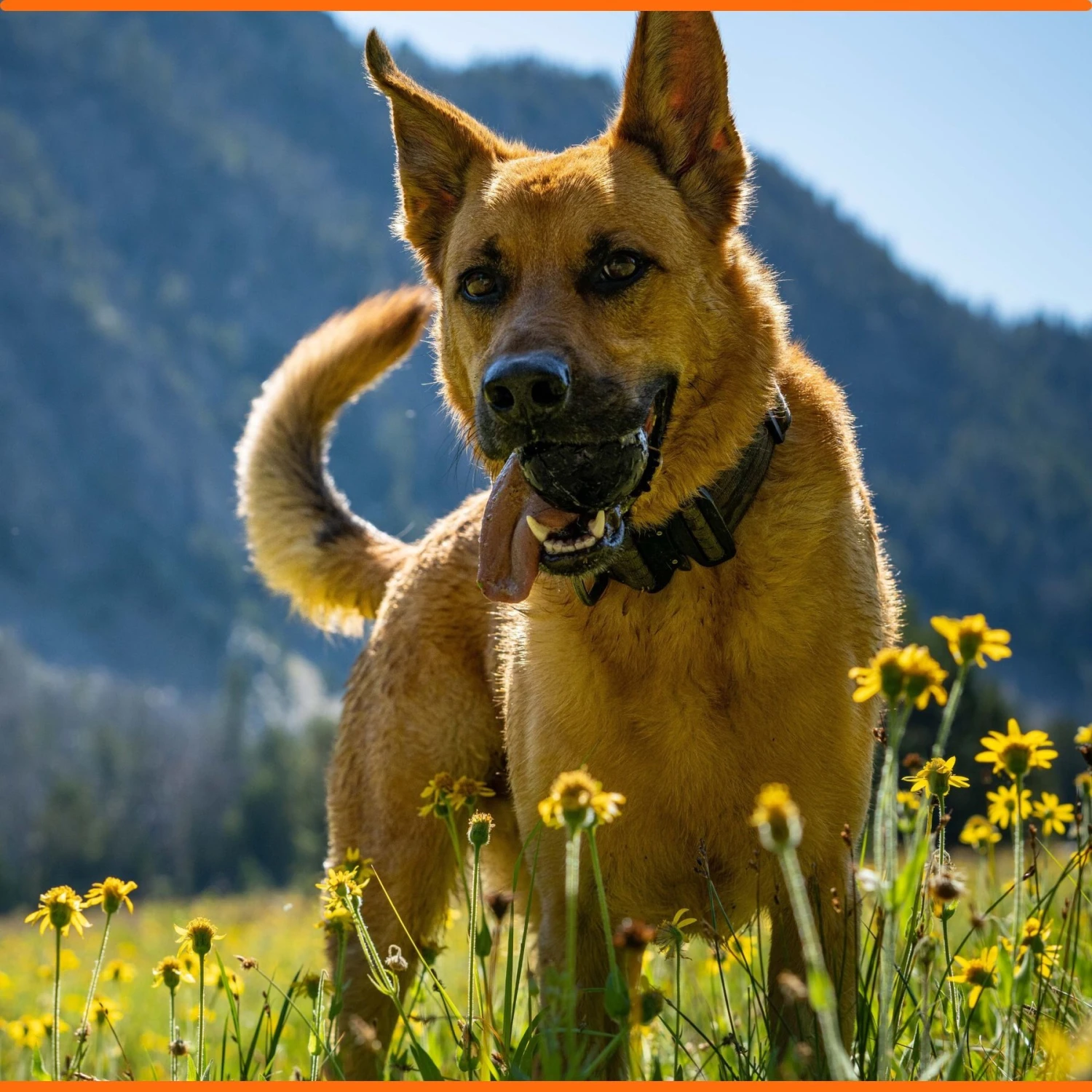 Monster K9 Dog Toys Ultra Durable Dog Ball, Black - Image 5