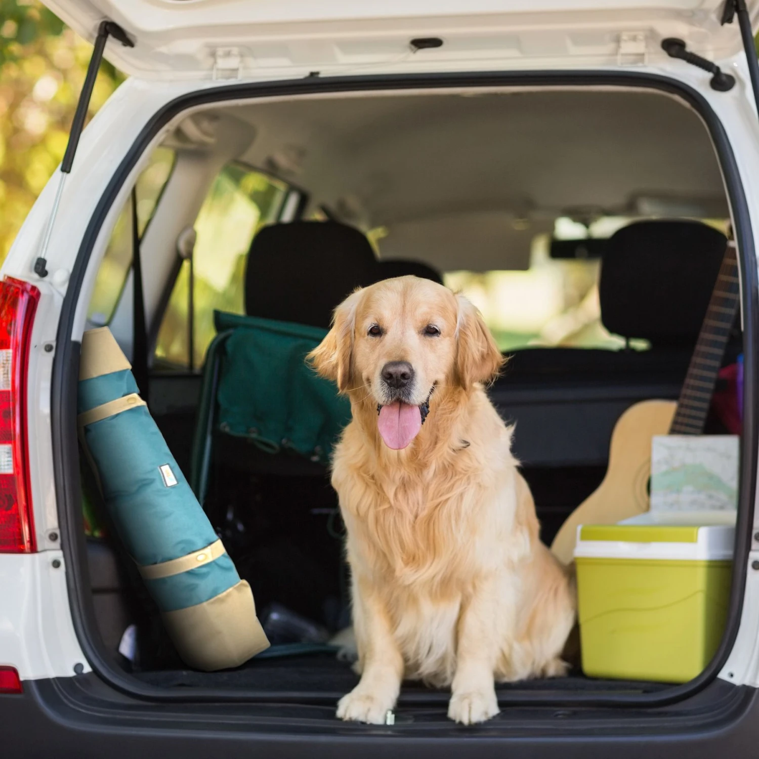 Max & Marlow Go Gear Portable Waterproof Roll-Up Cat & Dog Bed Mat - Image 3