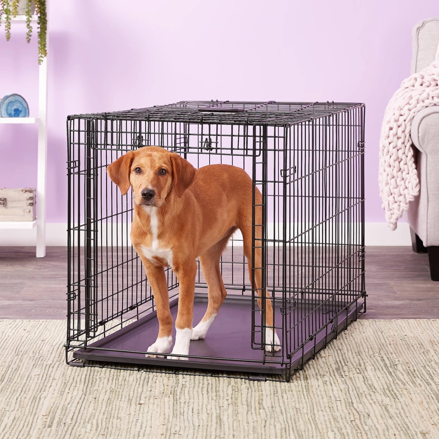 MidWest Ovation Single Door Collapsible Wire Dog Crate