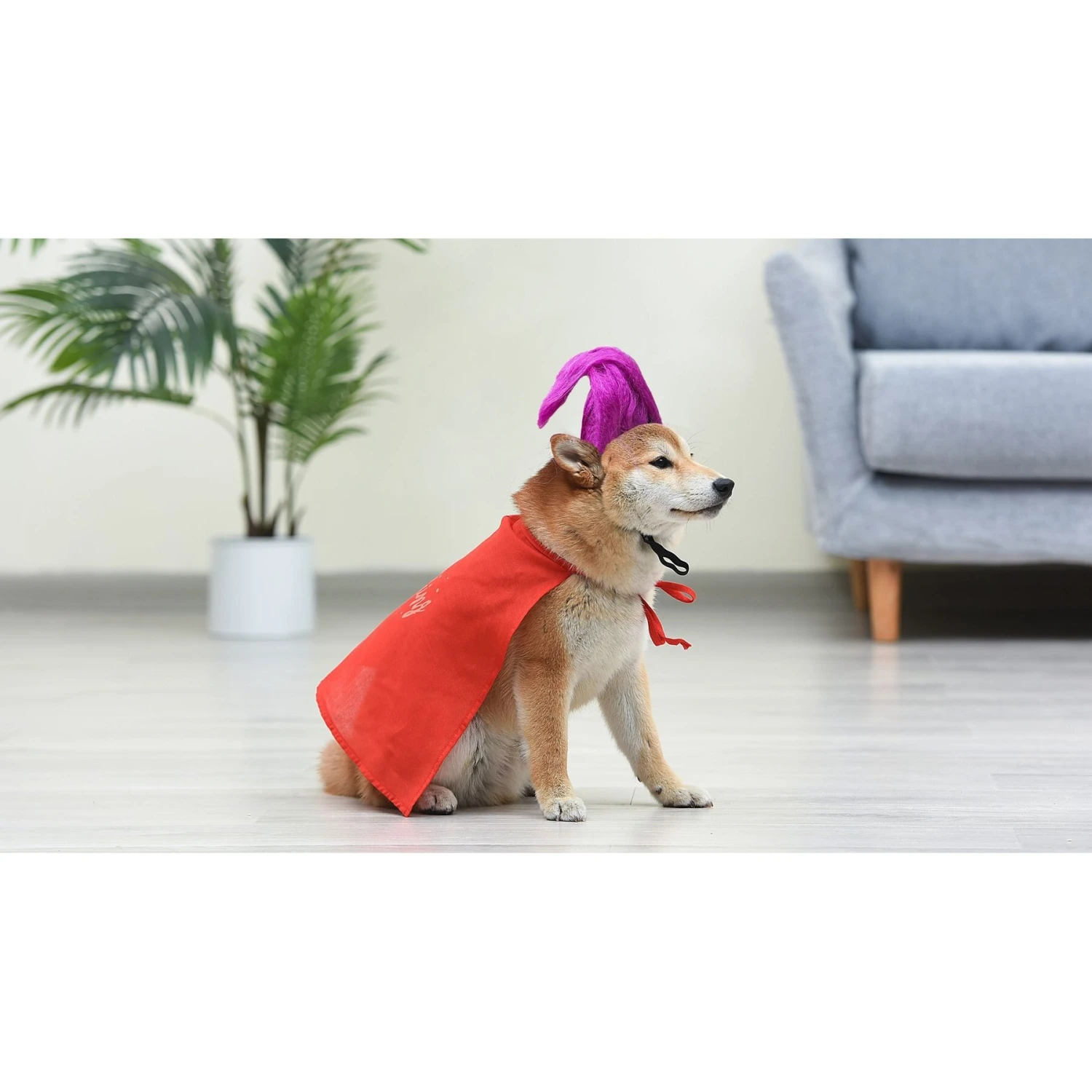 Disney Hocus Pocus Halloween Mary Sanderson Cape & Pet Wig Dog Costume With PVC Bag & Insert Card - Image 6