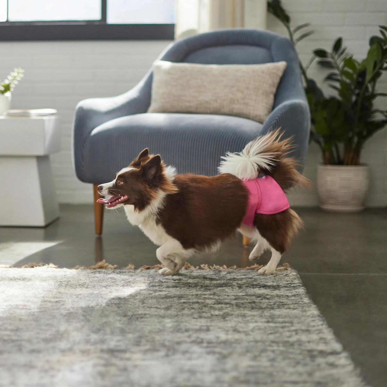 Skout's Honor Laundry Booster Stain & Odor Removal Additive, 32-oz Bottle & Frisco Washable Female Diaper - Image 9