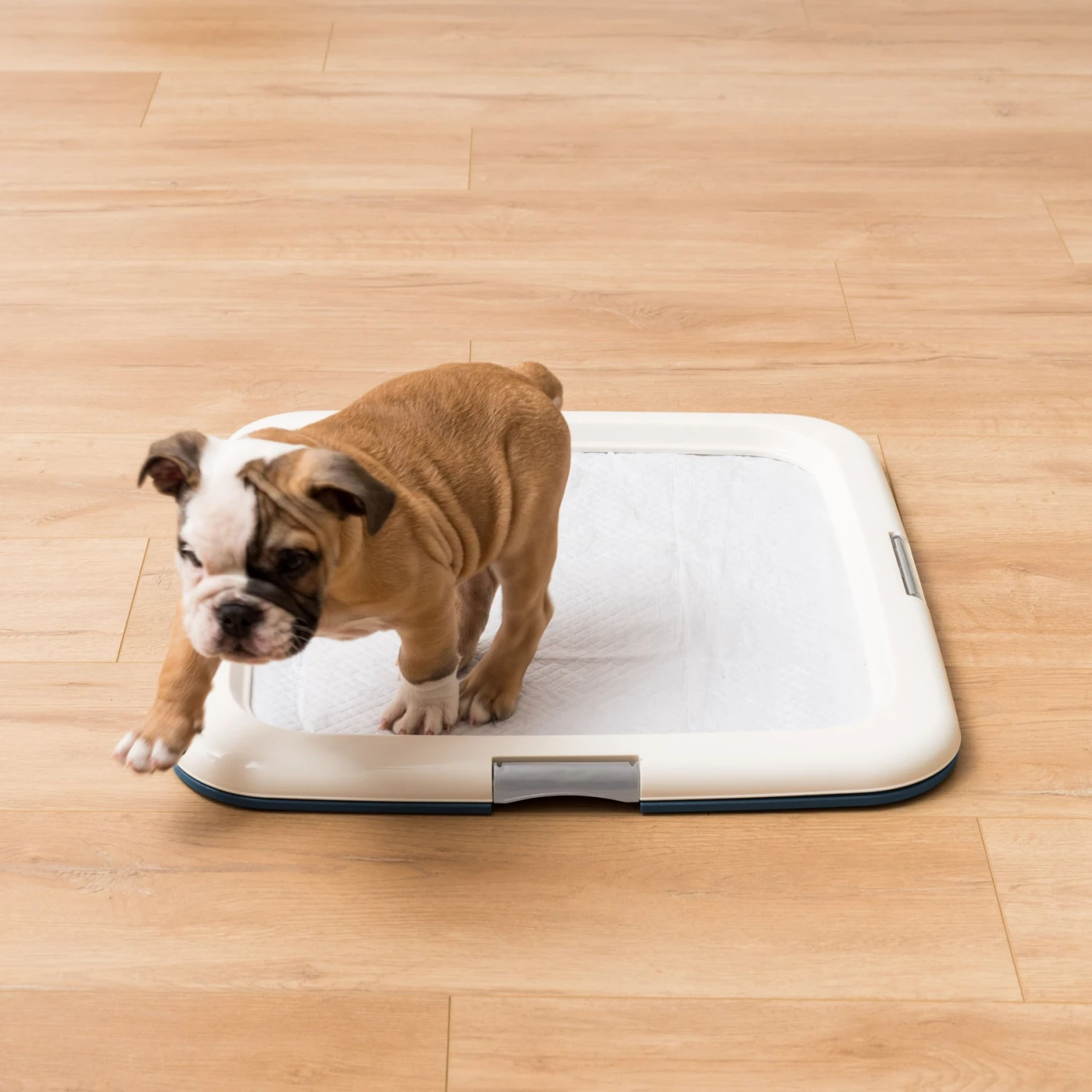 IRIS USA Non-skid Dog Plastic Training Pad Holder - Image 5