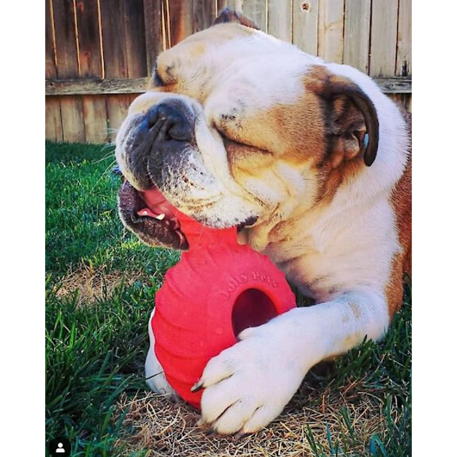 Jolly Pets Tuff Treader Dog Toy - Image 2